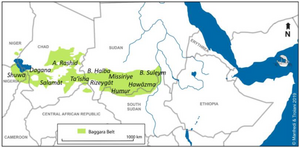 Baggara belt.png