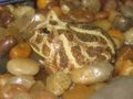 A young Pacman frog
