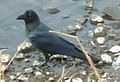 Jungle Crow (Northern Form)