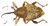 Curculio nucum