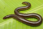 Ichthyophis kodaguensis from Basarekattae, India.jpg