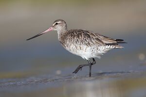 Limosa lapponica 2 - Taren Point.jpg