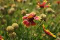 Mexican Hat, Ratibida columnifera.