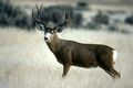 Mule Deer at Lava Beds Monument (5711529236).jpg