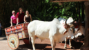 Alajuela, Costa Rica - Costa Rican Ox Cart.png
