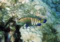 Cephalopholis argus in Kona