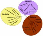 Tree of life2.jpg