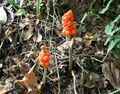 A. orientale