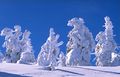 Snow on trees, ألمانيا.