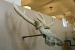 Cervocerus novorossiae skull