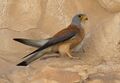 Falco naumanni, Israel 02.jpg