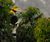 Great-Hornbill.jpg