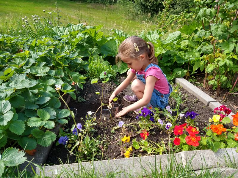 ملف:Matauk i kjøkkenhagen.jpg