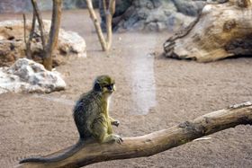 صورة معبرة عن الموضوع سعدان الطلابون