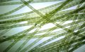 More spirogyra