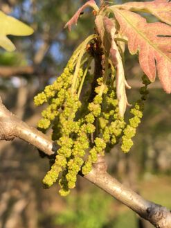 Catkins of Q. alba containing the staminate or 'male' flowers