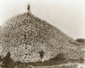 American Bison skull heap. There were as few as 750 bison in 1890 from economic-driven overhunting.