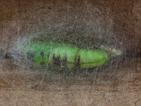 Pupa of cabbage looper.