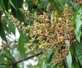 Flowers of Mangifera indica