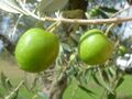 Nocellara del Belice.jpg