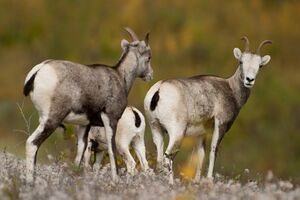Stone Sheep British Columbia.jpg