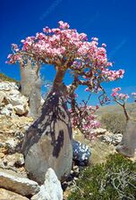 وردة الصحراء سامة2.jpg