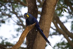 Anodorhynchus hyacinthinus -Mato Grosso -Brazil-8b.jpg