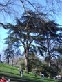 Cedrus libani dsc00827.jpg