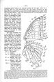 Wing venation Charaxes
