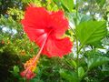 Hibiscus at Bhopal