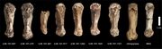 Metacarpals from several individuals, each labeled