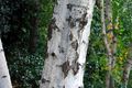 Birch Bark up close