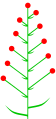 Bracteate inflorescence.