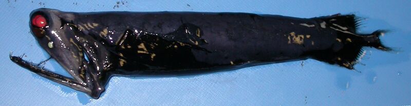 ملف:Malacosteus niger 1.jpg