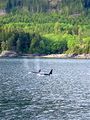 Orca 1.jpg