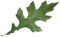 Quercus palustris leaf (white background).jpg