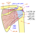 رسم تخطيطي لمفصل الكتف في الإنسان، من الخلف