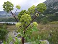 Archangelica officinalis a2.jpg