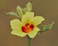 Hibiscus panduriformis in Kawal Wildlife Sanctuary, الهند.
