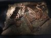 Kebara 2 skeleton replica.jpg