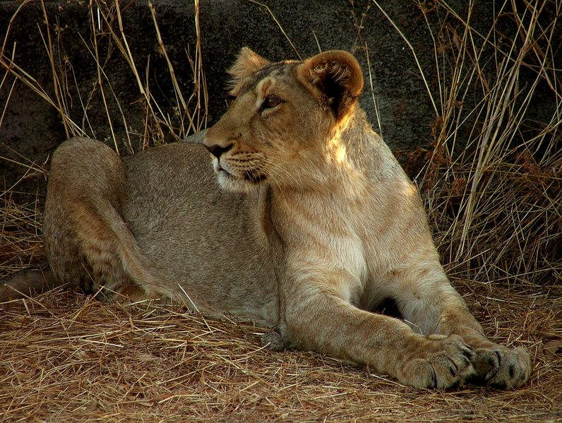 ملف:Lion Gir.jpg