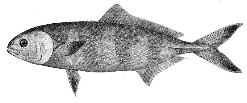 ملف:Naucrates ductor.jpg
