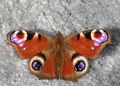 Upperside of wings.