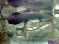 Arapaima at the Manila Ocean Park