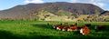 Grasses play an important role in agriculture.