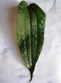 Single leaf, showing characteristic, three, parallel, longitudinal veins.