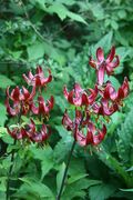 Lilium 'Claude Shride' 2013 013.JPG