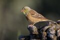 Ortolan bunting in Sierra de Guara, Aragon, Spain.jpg