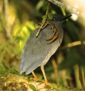 Zigzag Heron.jpg