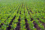 Agiculture1.gif